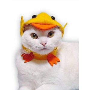 画像1: キャットプリン  ヒヨコにゃんに変身セット