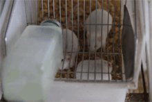 商品詳細3: 【クール便発送】 冷凍リタイアマウス　30匹入