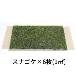 画像1: 生きてる乾燥苔 スナゴケ 280×580mm　6枚入り（1m2）こけ 庭園 造園 盆栽 苔玉 ジオラマ テラリウム 壁面 屋上緑化 国産 送料無料