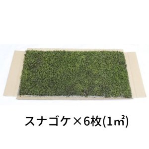 画像1: 生きてる乾燥苔 スナゴケ 280×580mm　6枚入り（1m2）こけ 庭園 造園 盆栽 苔玉 ジオラマ テラリウム 壁面 屋上緑化 国産