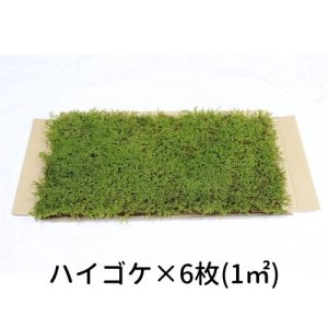 画像1: 生きてる乾燥苔 ハイゴケ 280×580mm　6枚入り（1m2）こけ 庭園 造園 盆栽 苔玉 ジオラマ テラリウム 壁面 屋上緑化 国産 送料無料