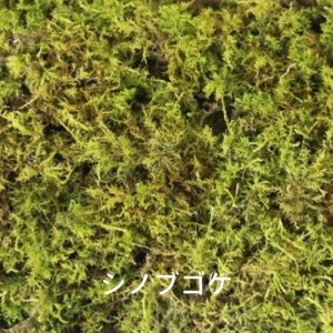 画像2: 生きてる乾燥苔 シノブゴケ 280mm×580mm　6枚入り（1m2）こけ 庭園 造園 盆栽 苔玉 ジオラマ テラリウム 屋上緑化 国産 送料無料