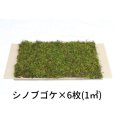 画像1: 生きてる乾燥苔 シノブゴケ 280mm×580mm　6枚入り（1m2）こけ 庭園 造園 盆栽 苔玉 ジオラマ テラリウム 屋上緑化 国産 送料無料 (1)