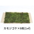 画像1: 生きてる乾燥苔 カモジゴケ 280mm×580mm　6枚入り（1m2）こけ 庭園 造園 盆栽 苔玉 ジオラマ テラリウム 屋上緑化 国産 (1)