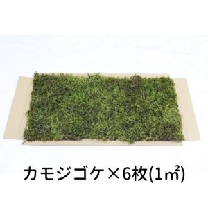 画像1: 生きてる乾燥苔 カモジゴケ 280mm×580mm　6枚入り（1m2）こけ 庭園 造園 盆栽 苔玉 ジオラマ テラリウム 屋上緑化 国産