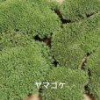 画像2: 生きてる乾燥苔 ヤマゴケ 280mm×580mm こけ 庭園 造園 盆栽 苔玉 ジオラマ テラリウム 壁面 屋上緑化 サステナブル 持続可能 国産 送料無料 (2)