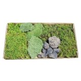 生きてる乾燥苔「苔混合セット（溶岩石付き）」国産 栽培 コケで植物アート