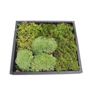 画像1: 生きてる乾燥苔「苔混合セット（小）」国産 栽培 コケで植物アート