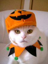 キャットプリン  ハロウィン　セット＜かぼちゃ帽子＆ブラウス＞
