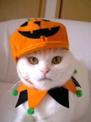 画像1: キャットプリン  ハロウィン　セット＜かぼちゃ帽子＆ブラウス＞