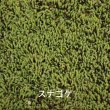 画像2: 生きてる乾燥苔 スナゴケ 280×580mm　6枚入り（1m2）こけ 庭園 造園 盆栽 苔玉 ジオラマ テラリウム 壁面 屋上緑化 国産 送料無料 (2)