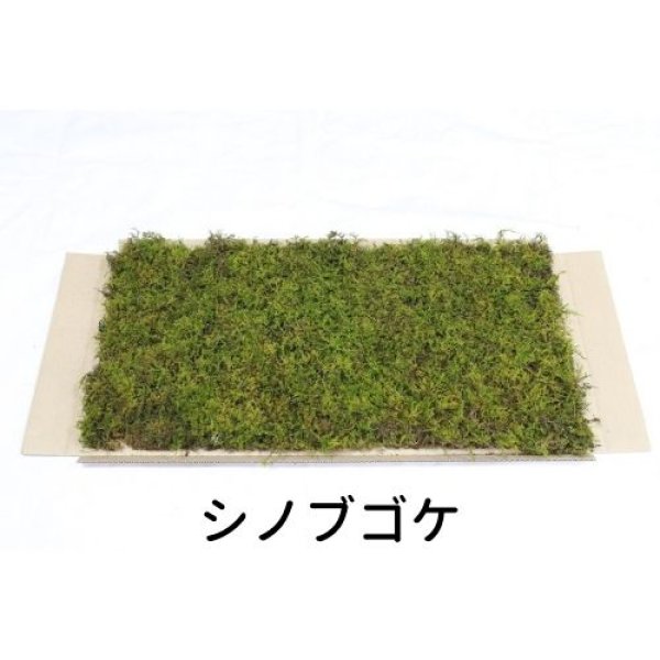 画像1: 生きてる乾燥苔 シノブゴケ 280mm×580mm こけ 庭園 造園 盆栽 苔玉 ジオラマ テラリウム 屋上緑化 サステナブル 持続可能 国産 (1)