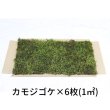 画像6: 生きてる乾燥苔 280×580mm　6種類 各1枚 【合計1m2】　こけ 庭園 造園 盆栽 苔玉 ジオラマ テラリウム 壁面 屋上緑化 国産 送料無料 (6)