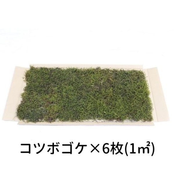 画像1: 生きてる乾燥苔 コツボゴケ 280mm×580mm　6枚入り（1m2）こけ 庭園 造園 盆栽 苔玉 ジオラマ テラリウム 屋上緑化 国産 送料無料 (1)