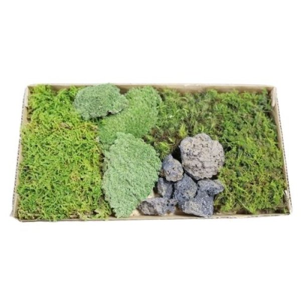 画像1: 生きてる乾燥苔「苔混合セット（溶岩石付き）」国産 栽培 コケで植物アート (1)
