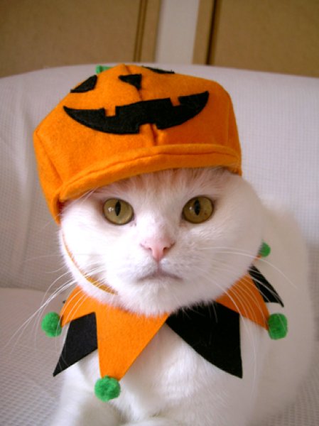 画像1: キャットプリン  ハロウィン　セット＜かぼちゃ帽子＆ブラウス＞ (1)
