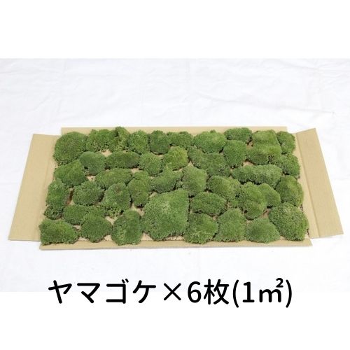 生きてる乾燥苔 280×580mm 6種類 各1枚 【合計1m2】 こけ 庭園 造園 盆栽 苔玉 ジオラマ テラリウム 壁面 屋上緑化 国産 -  You Chu Shop 本店（ユーチューショップ 本店）